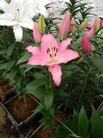 [5368 Barista VZ No02.JPG]